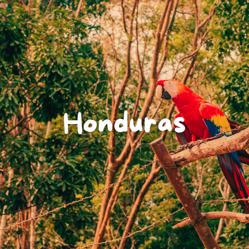 Discover the Flavorful Delights of Honduras Coffee - Myco Health