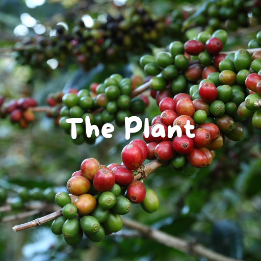 Discover Bali Blue: Organic, Rich, Sweet and Eco-Friendly Coffee - Myco Health
